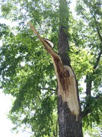 This green ash tree lost a major limb that was beginning to decay from the inside. Removing the tree was an easy decision, says Joe Zeleznik, NDSU Extension forester. (NDSU photo)