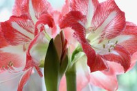 Amaryllis are a popular holiday plant because they bloom indoors during the winter, adding color and festive cheer to the home. (Pixabay photo)
