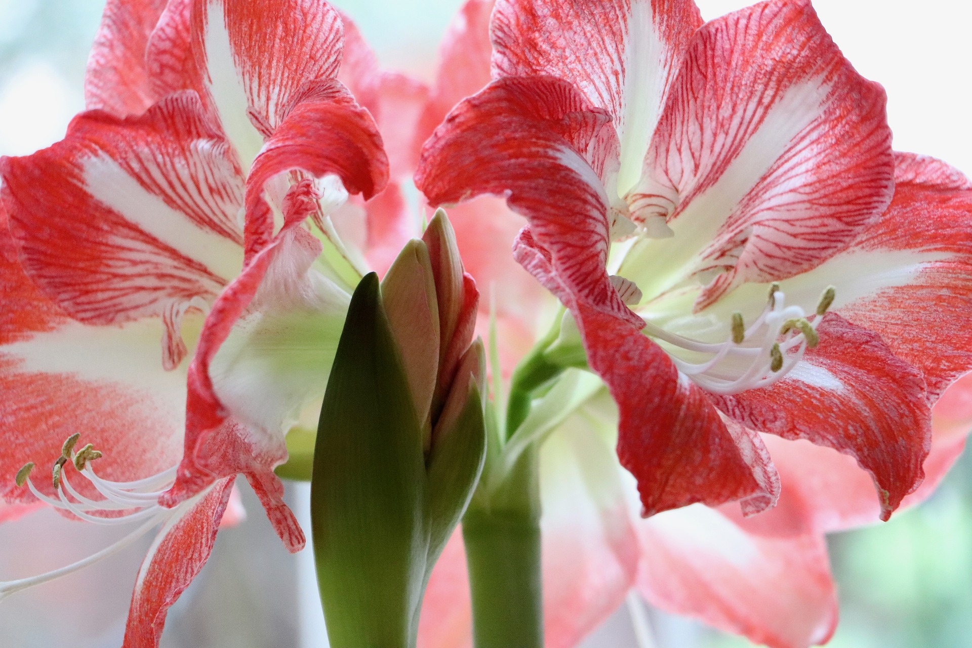 Amaryllis are a popular holiday plant because they bloom indoors during the winter, adding color and festive cheer to the home. (Pixabay photo)