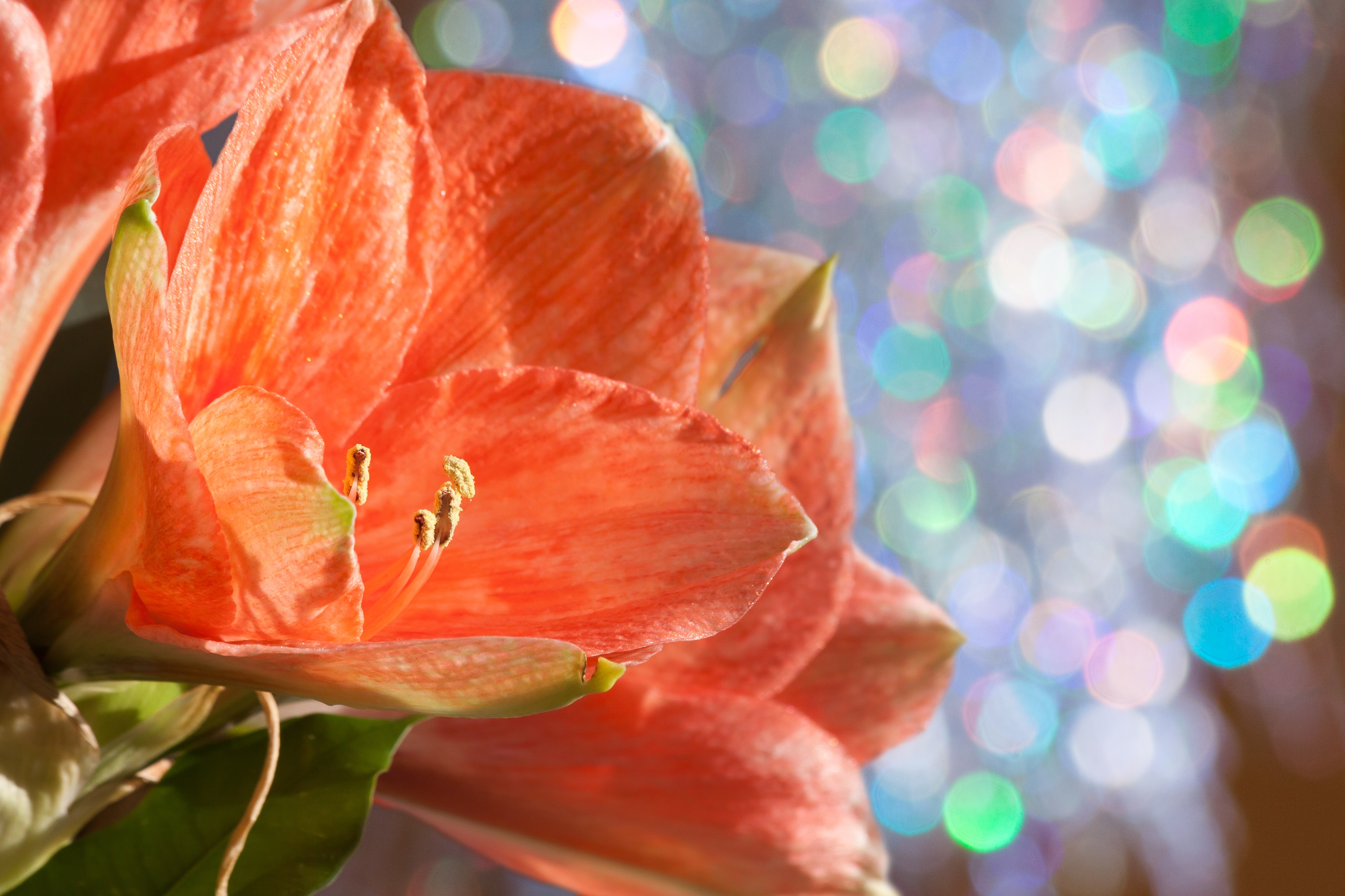 Amaryllis is easy to grow and has spectacular blooms. (Photo courtesy of Pixabay)
