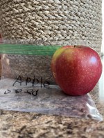 The chances of an apple seed growing, thriving and producing fruit are slim due to the multiple conditions that must occur to produce a healthy apple tree. (NDSU photo)