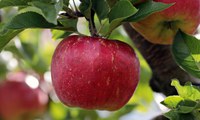 DNA testing is available to identify apple trees (Pixabay photo).