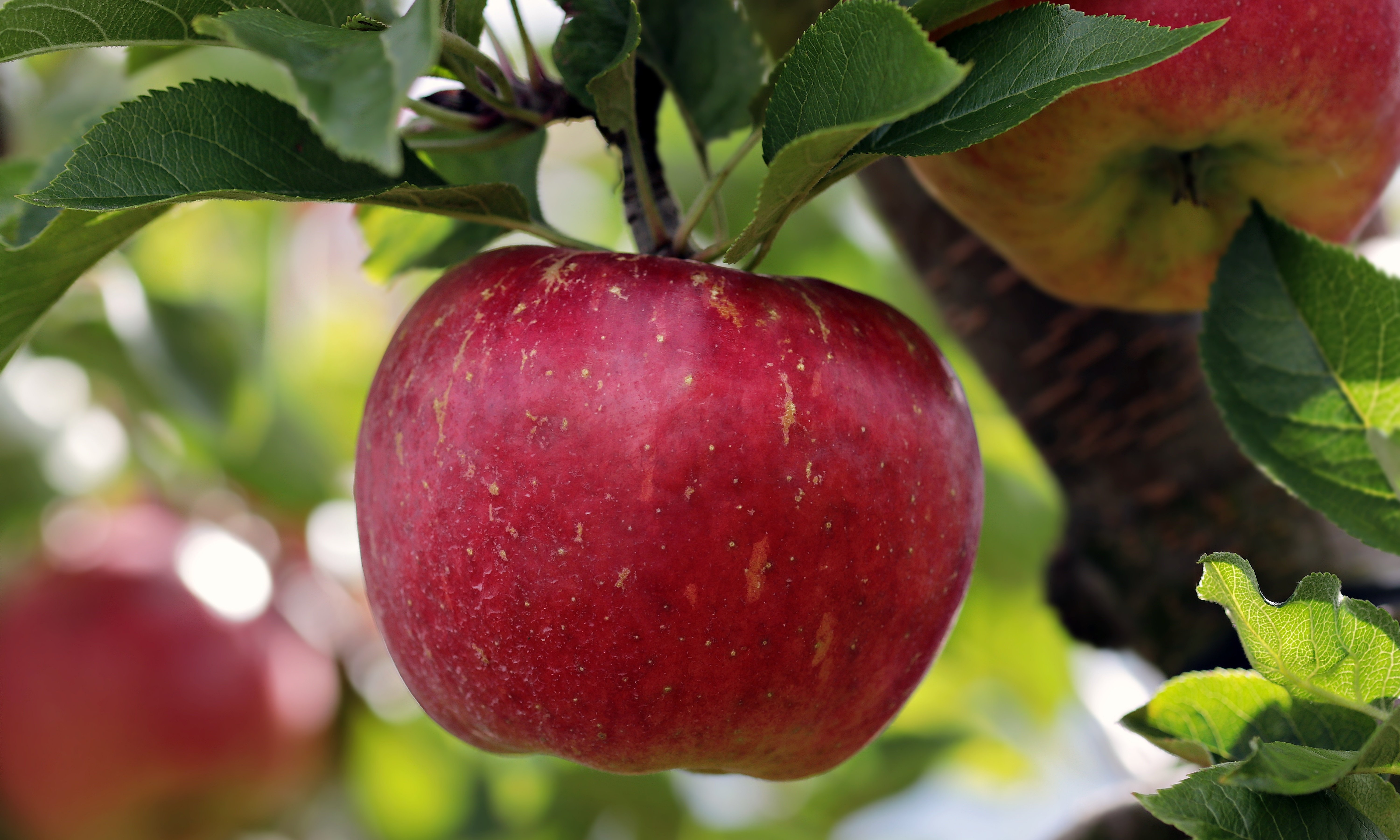 DNA testing is available to identify apple trees (Pixabay photo).