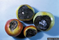 Blossom end rot is not a disease but rather a complex condition involving water, nutrients and genetics. (Photo by David B. Langston, University of Georgia, Bugwood.org)