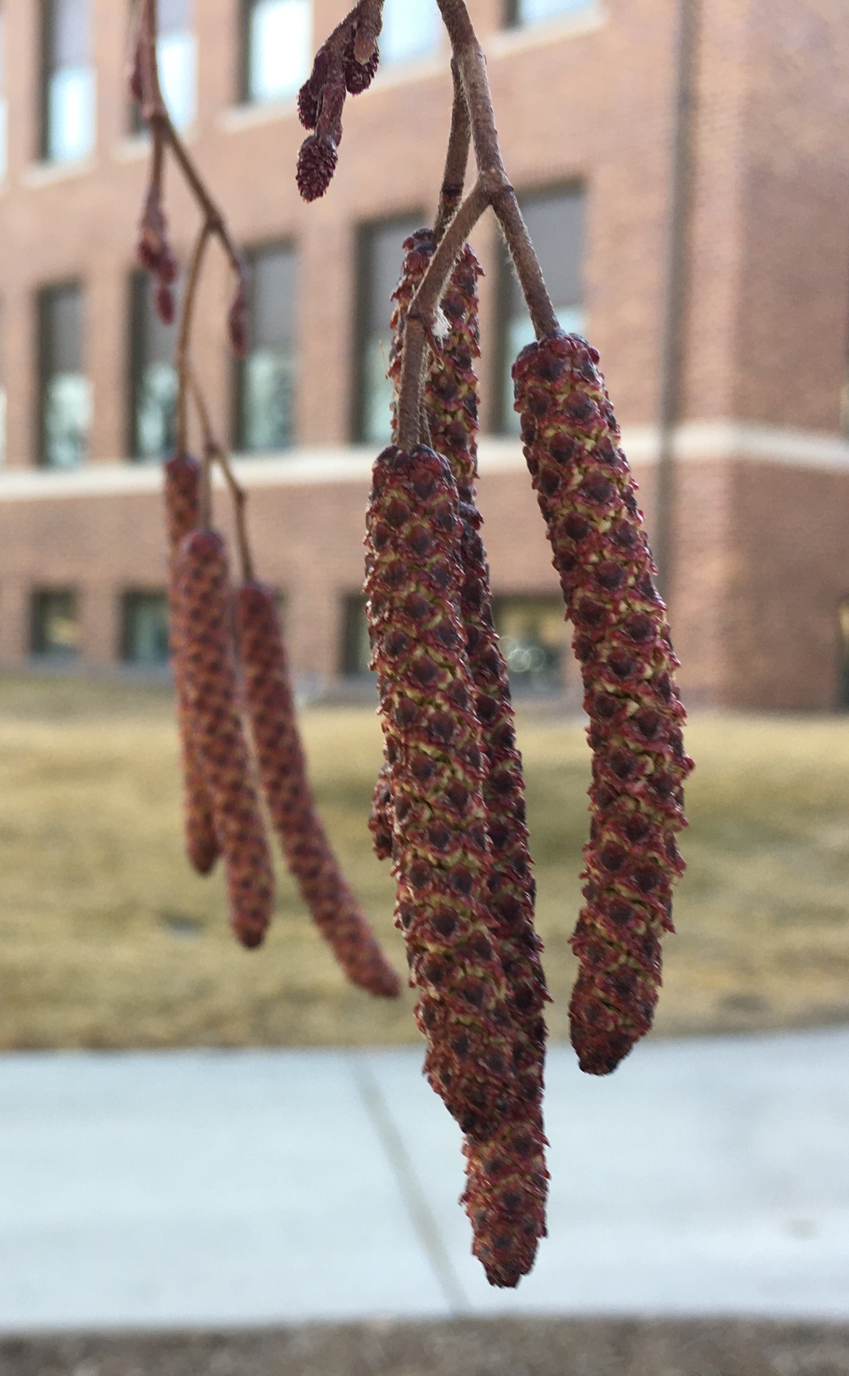 These are the catkins of a Prairie Horizon Manchurian alder on the NDSU campus. (NDSU photo)