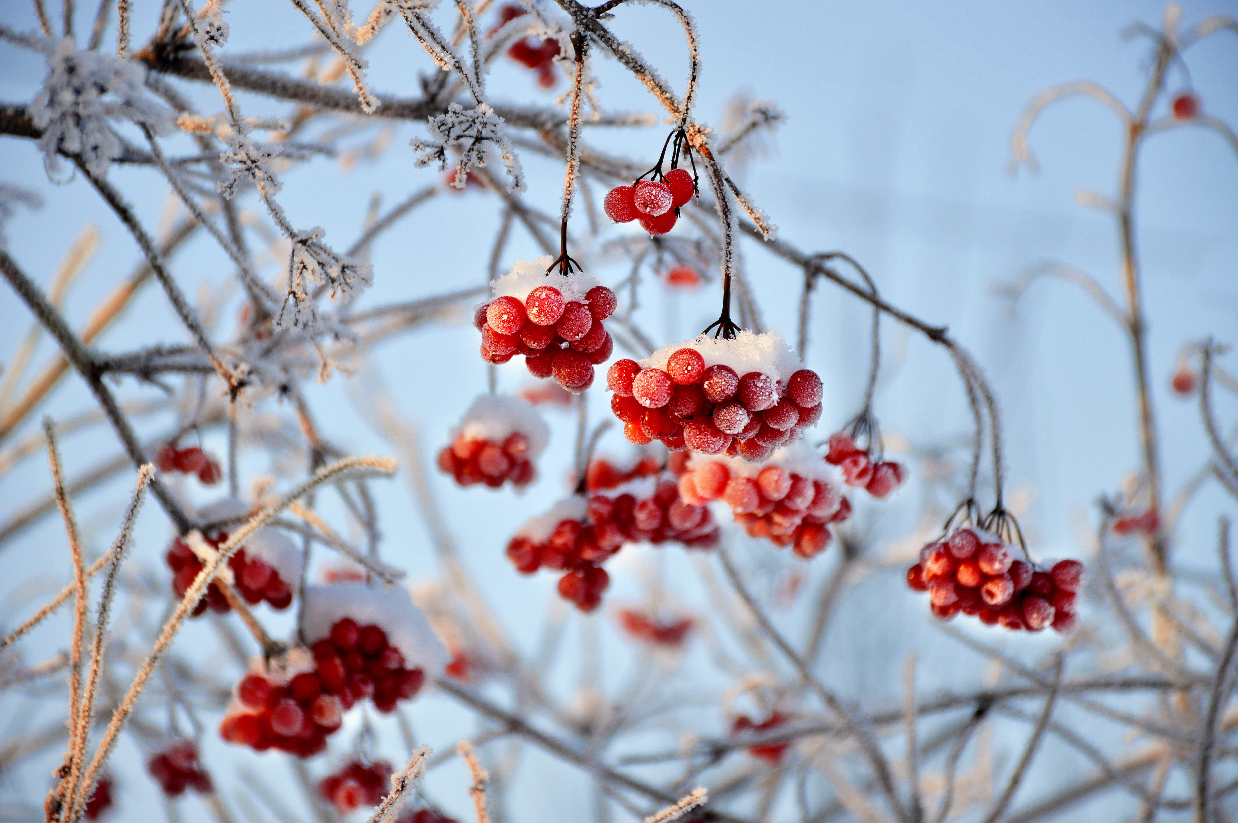 Cranberrybush viburnum is beautiful in winter landscapes. (Pixabay photo)