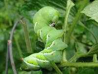This hornworm eating a tomato vine can be controlled with a variety of available insecticides. (Pixabay photo)
