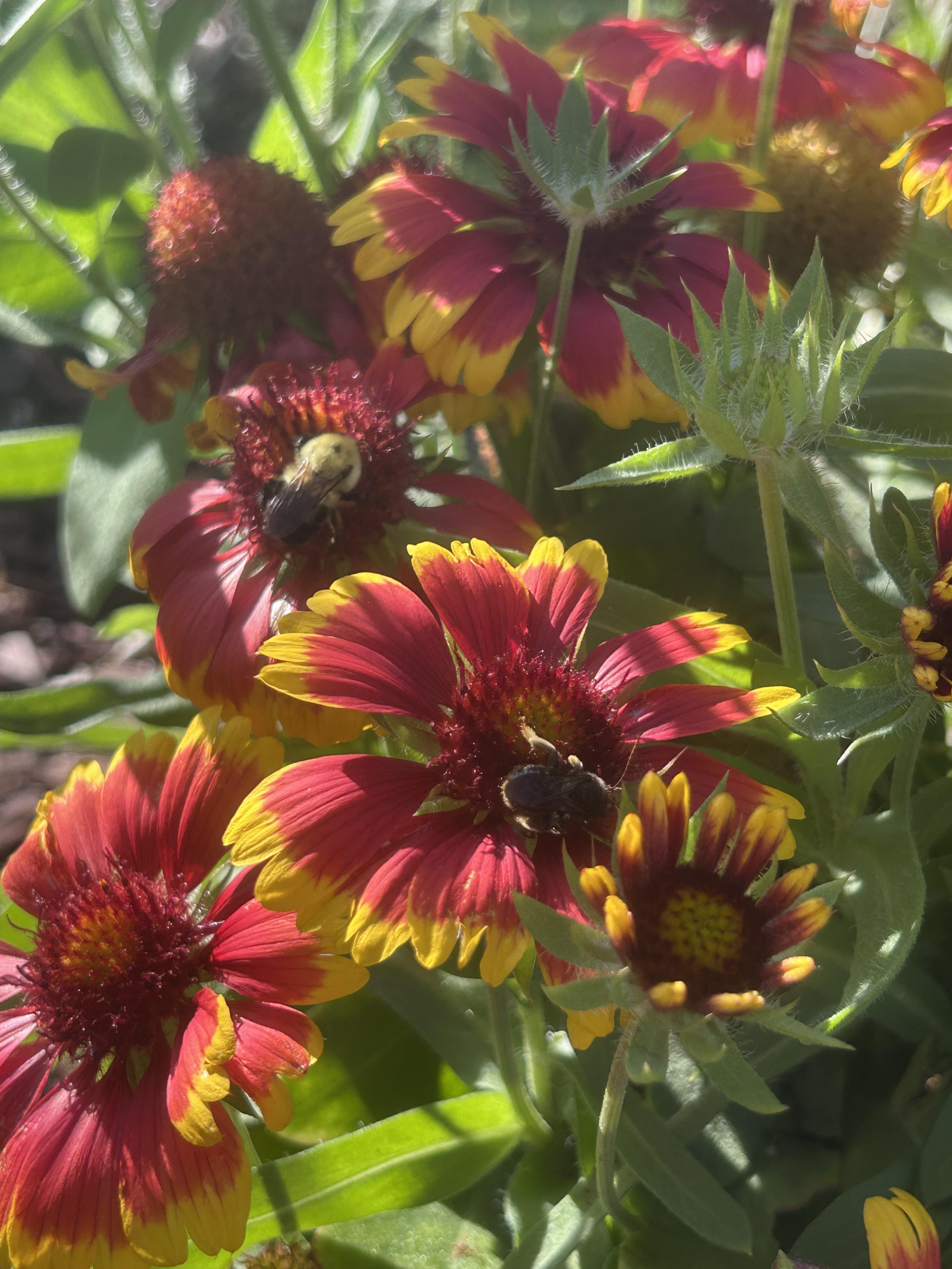 Bright native plants such as blanket flowers can add color to your landscape. (NDSU photo)