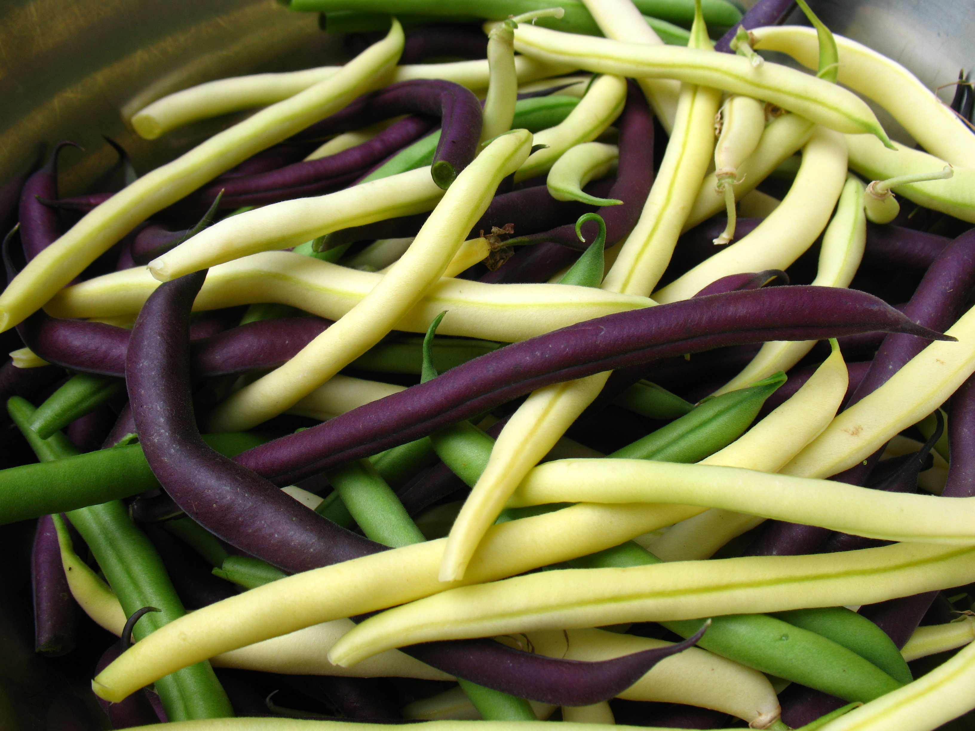 Hundreds of gardeners across North Dakota test promising varieties of beans and other vegetables in the North Dakota Home Garden Variety Trials. (Flickr photo: Vilseskogen)