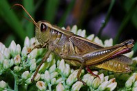 Now is the time to prepare for the coming grasshopper invasion says NDSU Extension horticulturist, Tom Kalb. (Pixabay photo)
