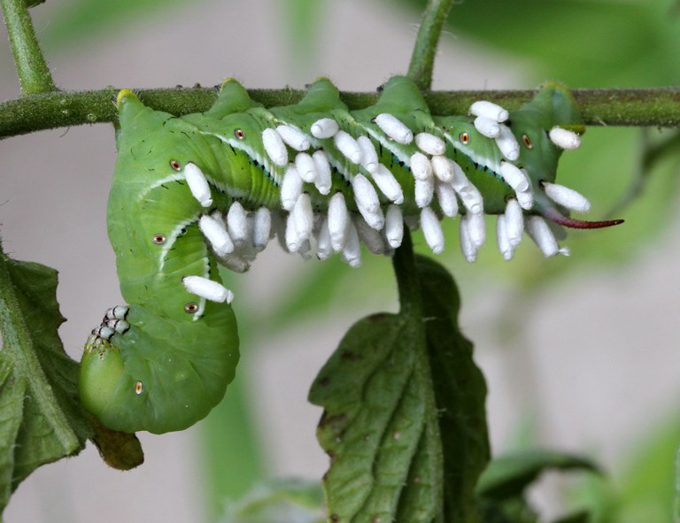 Cocoons of parasitic wasps are attached to this hornworm. (Photo courtesy of David Hill, https://www.flickr.com/photos/dehill/7989387678)
