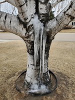 An icicle formed on this wounded paper birch tree in 2020. (NDSU photo)