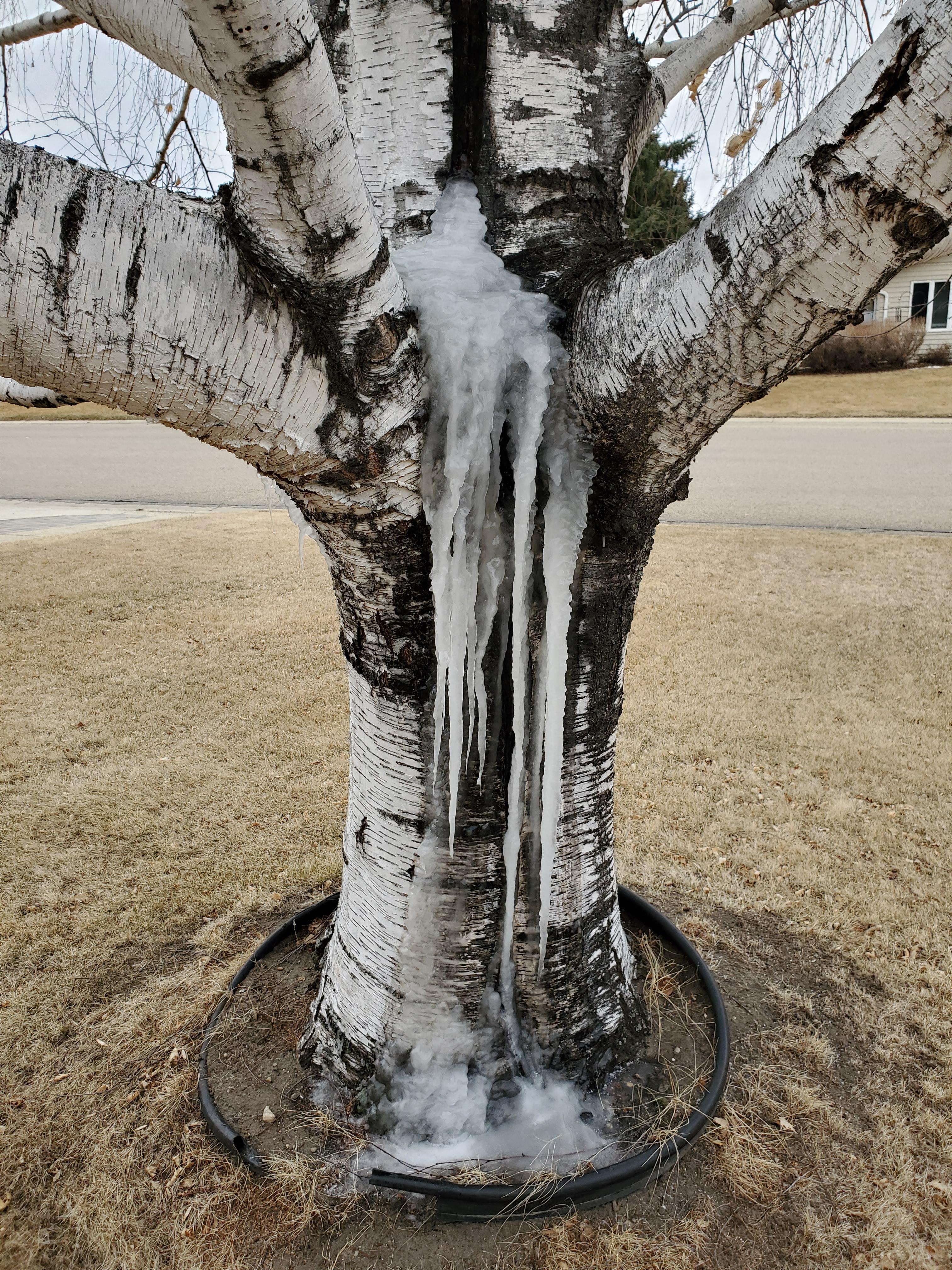 An icicle formed on this wounded paper birch tree in 2020. (NDSU photo)