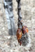 One of the first signs of spring is the opening flower of a quaking aspen tree. (NDSU photo)