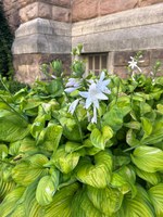 Hostas thrive in shade to dappled-shade areas, perfect for planting under trees or in heavily-shaded areas of the yard. (NDSU photo)