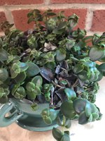 A popular choice for hanging baskets and container arrangements, Calico Kitten Crassula is a small, easy-to-grow succulent with heart-shaped leaves that are variegated with pink, cream and green.  (NDSU photo)