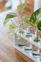 Propagating houseplants is a simple and affordable way to give a special gift to friends or simply expand your collection of houseplants. (Pexels photo)