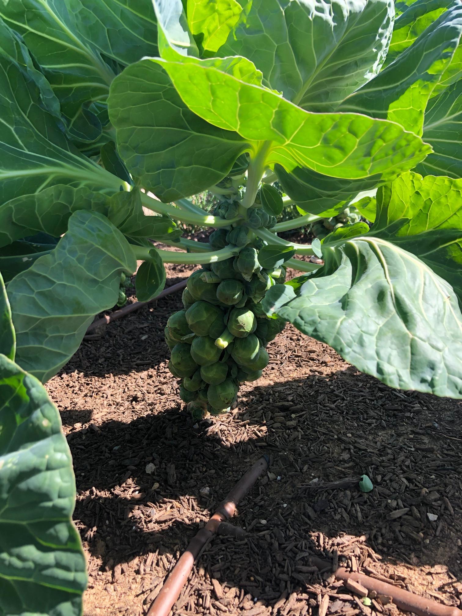 Brussels sprouts grow in the axils of the leaves. The bottom leaves in this photo were removed to make harvesting easier. (NDSU photo)