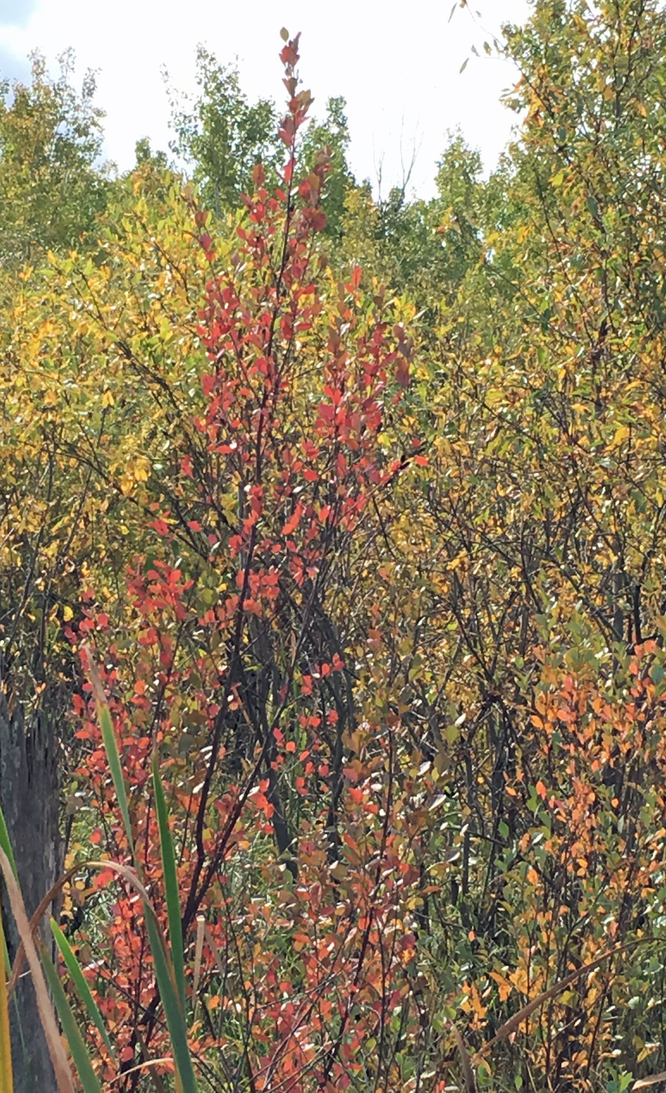 In our native forests, red fall colors are found on shrubs and some vines. (NDSU photo)
