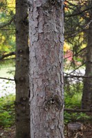 Flaky bark on a red pine tree, or maybe called a Norway pine, is often a normal part of its growth process. However, it can also be a sign of stress, disease or infestation. (NDSU photo)