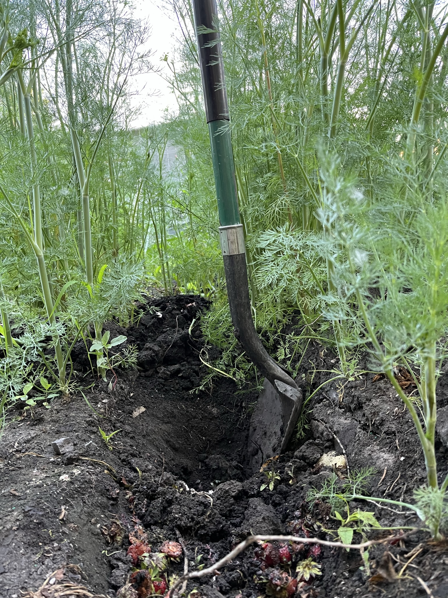 Composting reduces waste and allows us to return nutrients to the soil that can be used again in the growing cycle. (NDSU photo)