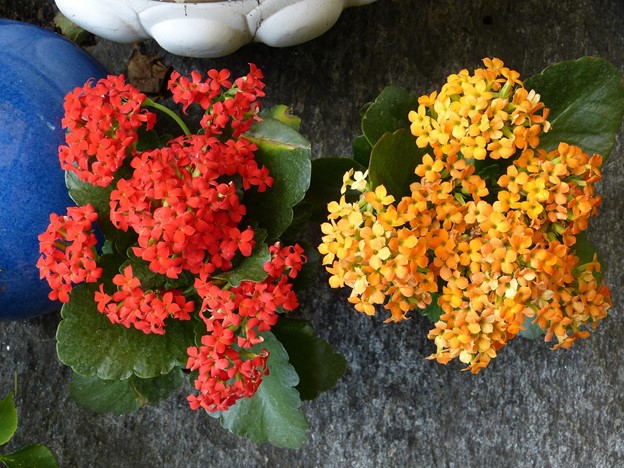 Kalanchoes require little maintenance, and they make great house plants. (Pixabay photo)