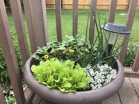 Container gardening is a great way to supplement in-ground or raised bed production. (NDSU photo)