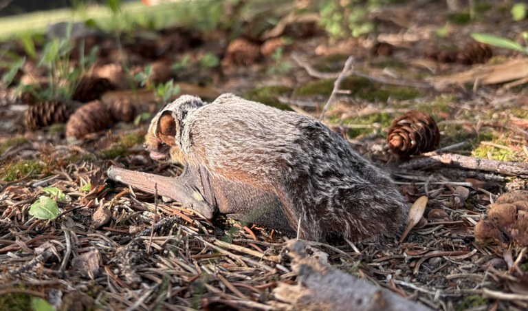 Bats that call North Dakota home prefer to eat insects, up to 600 mosquitoes an hour. (NDSU photo)
