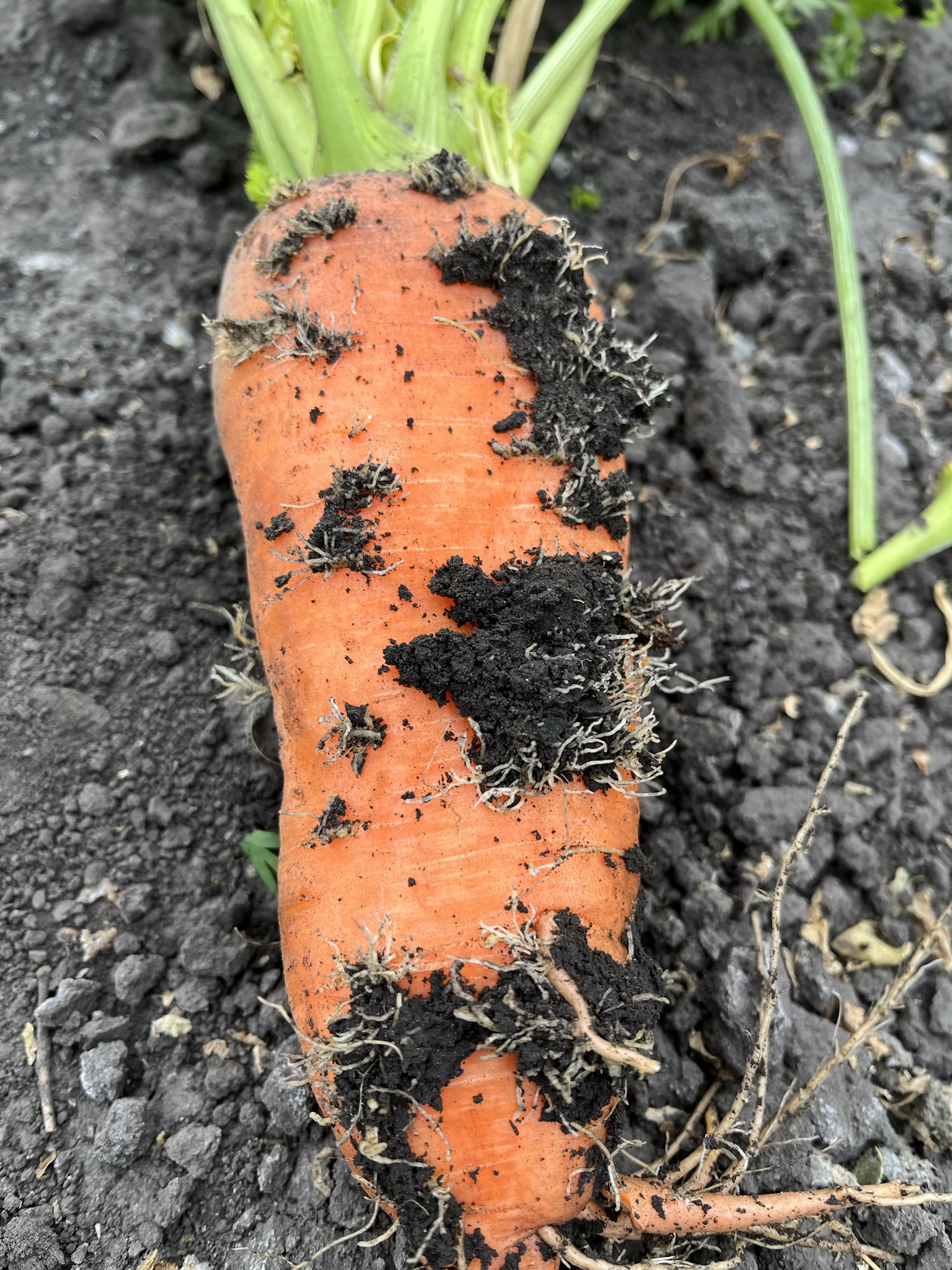 Plant roots are responsible for anchoring the plant in the ground and collecting water and nutrients for plant processes. (NDSU photo)