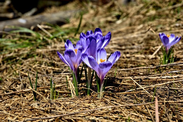 Crocuses will self-seed in undisturbed areas and gradually spread, creating beautiful clusters of color every year. (Pixabay photo)