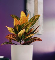 Croton plants are popular, simply for their colorful foliage. (Photo by Unsplash)