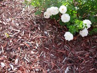 Mulch roses and other plants to conserve soil moisture. (NDSU photo)