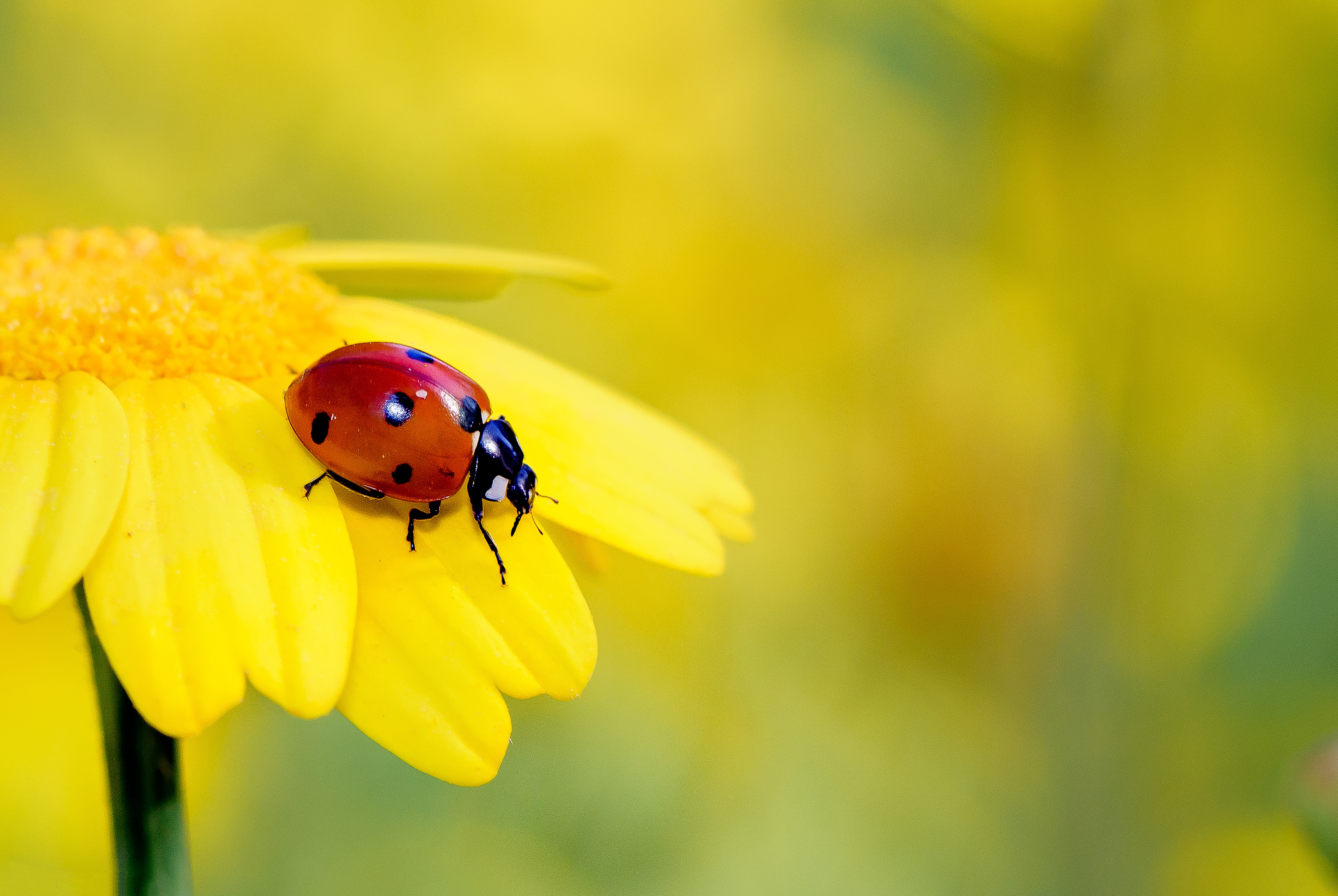 In general, buying lady beetles and other predatory beneficial insects have their limitations in open gardens. (Pixabay)