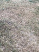 Cool-season grasses go dormant in hot temperatures, making them turn brown. (NDSU photo)
