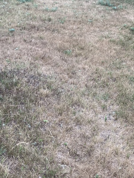 Cool-season grasses go dormant in hot temperatures, making them turn brown. (NDSU photo)