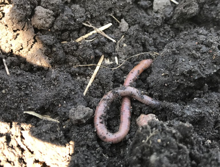 Earthworm activity improves soil aggregation, which is a natural process in which the soil particles are bound together. (NDSU photo)