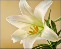 The Easter lily is a symbol of beauty, hope and life. (Photo courtesy of Pixabay)