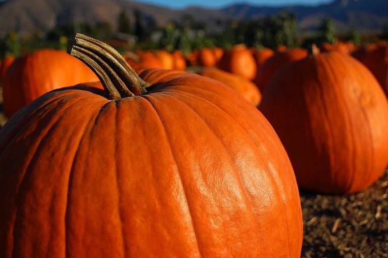 Big Moose, Captain Jack, Early Giant and Large Marge are some of the large pumpkin varieties that have done well in previous North Dakota home garden trials. (Flickr photo by ZakVTA)