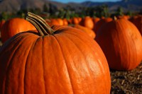 Big Moose, Captain Jack, Early Giant and Large Marge are some of the large pumpkin varieties that have done well in previous North Dakota home garden trials. (Flickr photo by ZakVTA)