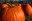 Big Moose, Captain Jack, Early Giant and Large Marge are some of the large pumpkin varieties that have done well in previous North Dakota home garden trials. (Flickr photo by ZakVTA)
