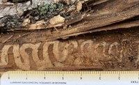 Emerald ash borer larvae chew a serpentine gallery beneath the bark. (NDSU photo)