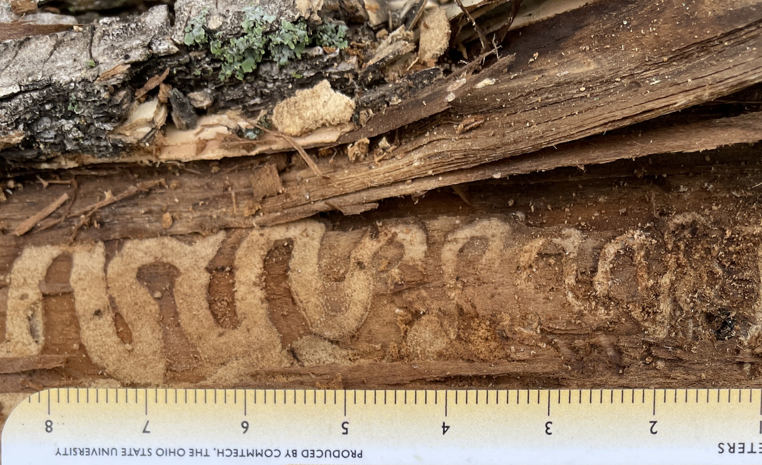 Emerald ash borer larvae chew a serpentine gallery beneath the bark. (NDSU photo)