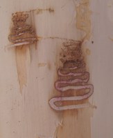 Emerald ash borer larvae create classic serpentine-shaped galleries or tunnels in ash trees. (NDSU photo)