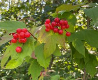 Fruit from American cranberrybush, growing wild in the Turtle Mountains, is a beautiful red color and very tart. (NDSU photo)