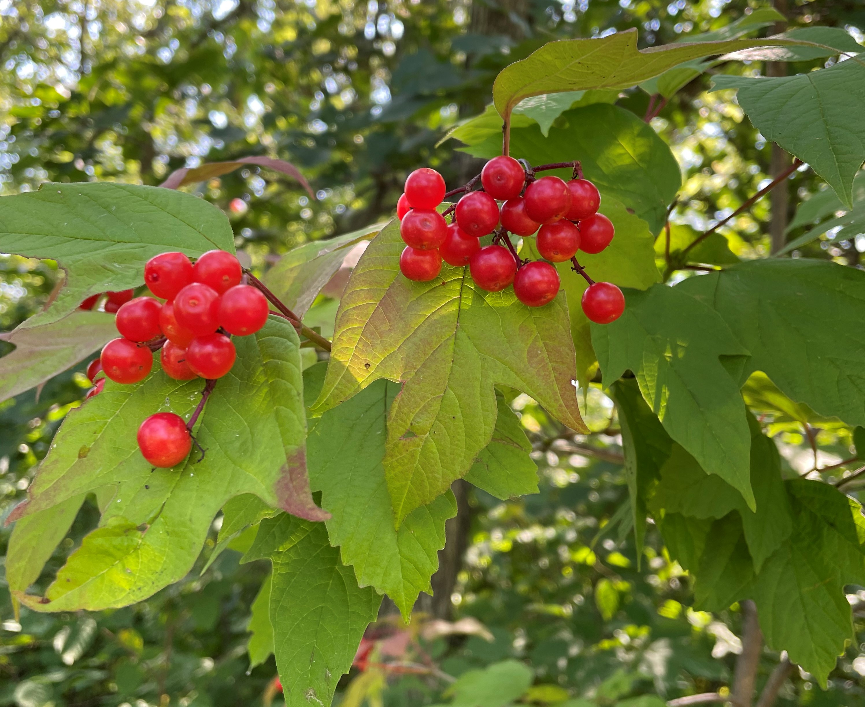 Fruit from American cranberrybush, growing wild in the Turtle Mountains, is a beautiful red color and very tart. (NDSU photo)