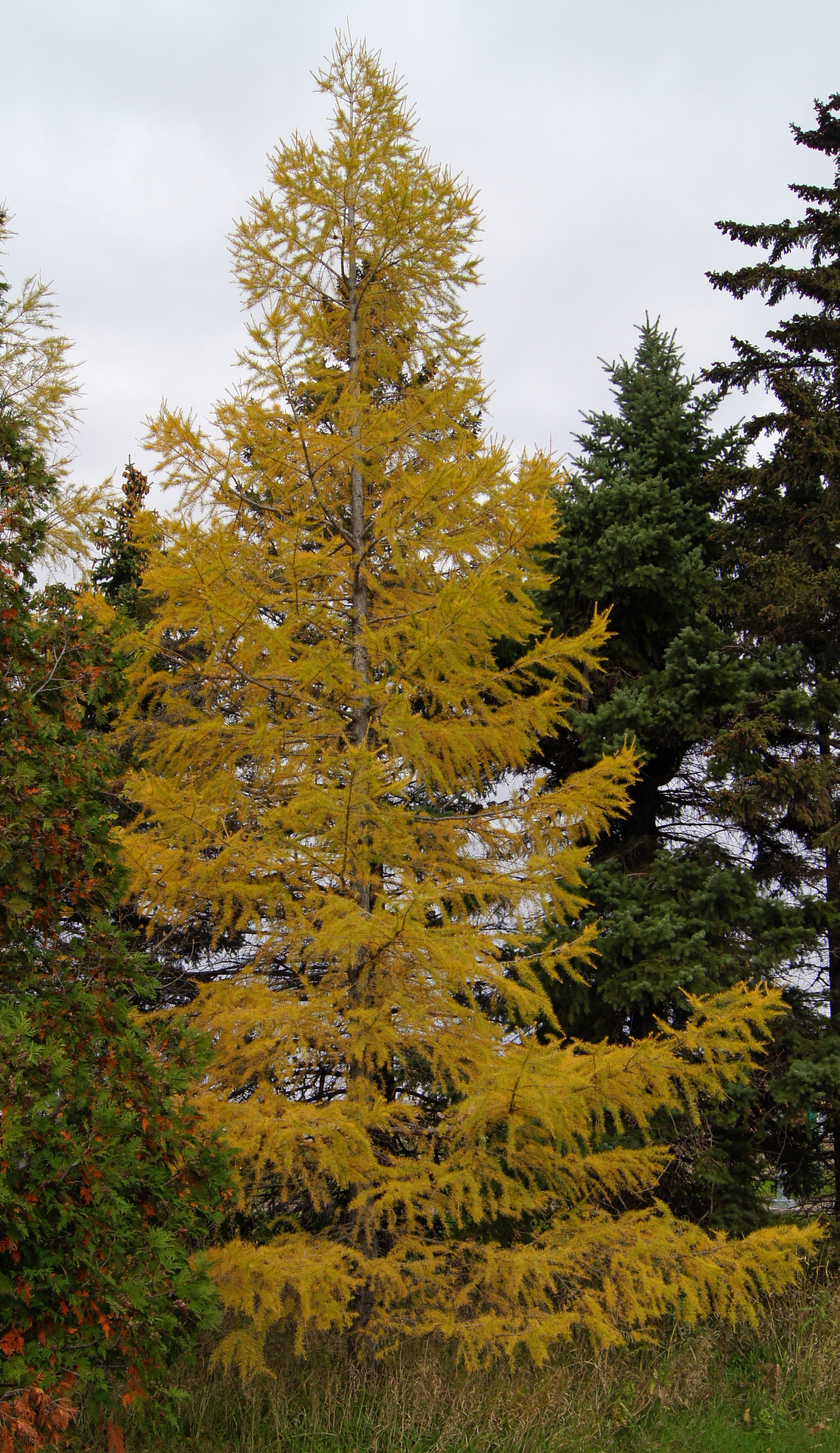 A Siberian larch tree shows its fall coloration on the NDSU campus. (NDSU photo)