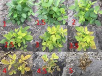These are soybean plants with IDC scores: 1 is green and 5 is dead tissue (NDSU photo).