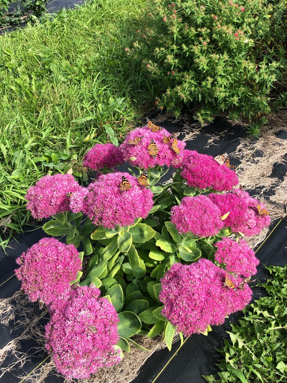 The sedum cultivar Neon produces bright pink flowers that attract painted lady butterflies. (NDSU photo)