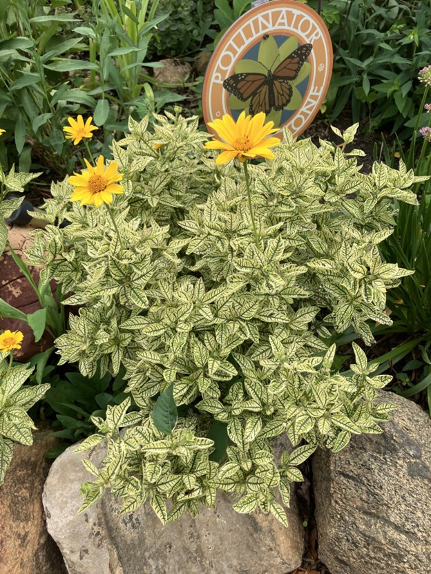 If you are a low-maintenance gardener or love creating a wildlife habitat, add False Sunflower to your list of plants. (NDSU photo)