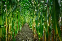 In recent years, there have been tremendous improvements in the development of super sweet corn varieties that can germinate well in cold soil. (Pixabay photo)